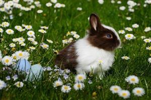 Brown and white bunny sitting in a field of flowers and colorful Easter eggs.
